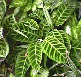 Calathea