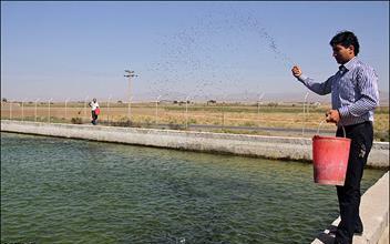 Shrimp feeds