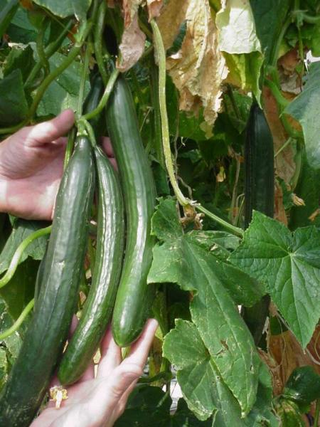 Greenhouse cucumbers