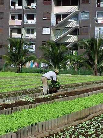 Urban Farming Paper