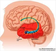 Amygdala smile, fear, worry, and connect with others