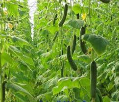 Education article greenhouse cucumber