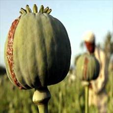 Opium drug research