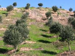 Garden on slopes