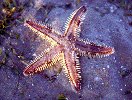 PowerPoint echinoderms