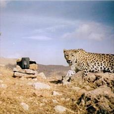 familiarity-with-a-camera-trap