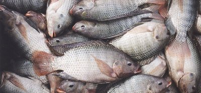 paper breeding tilapia