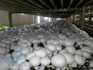 Article mushroom cultivation