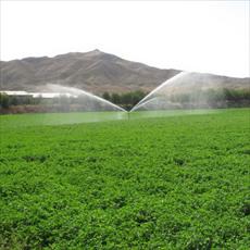 PowerPoint pest of alfalfa weevil