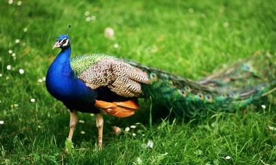 Peacock blue Paper Hindi