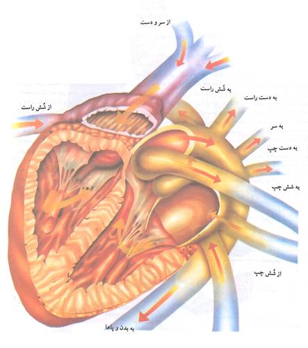 دانلود مقاله بهداشت قلب و سلامت جامعه