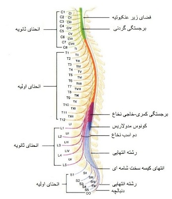 دانلود مقاله آناتومی ستون فقرات