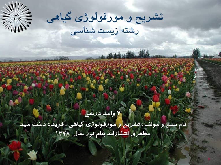 مورفولوژی گیاهی