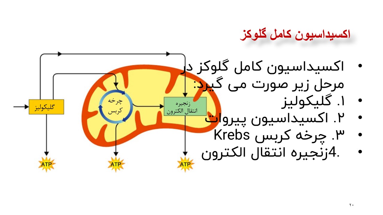 اکسایش بیشتر زیست دوازدهم