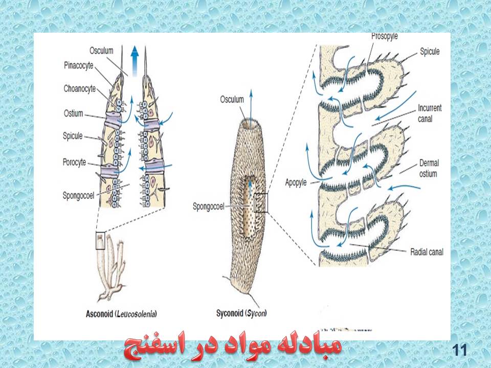 پاورپوینت تنوع گردش مواد در جانداران زیست شناسی دهم