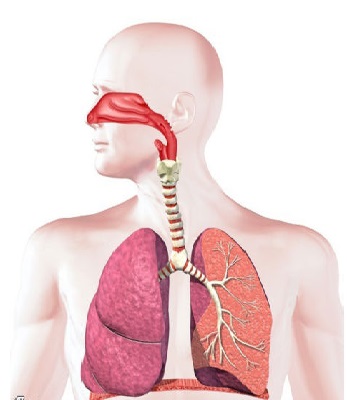دانلود طرح جابرابن حیان در مورد دستگاه تنفس