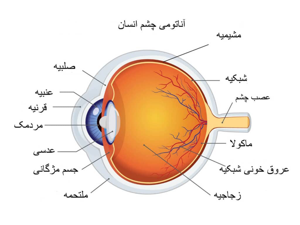 آناتومی چشم